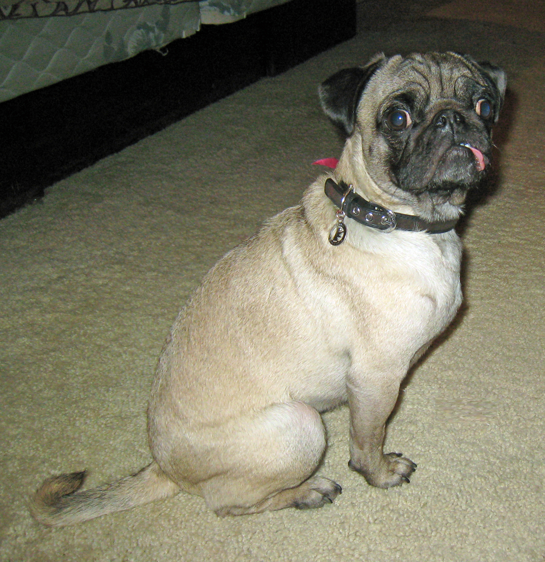 Shows the original photo of the dog, Maggie.