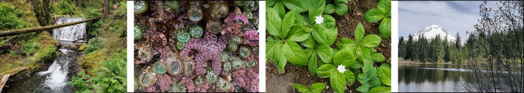 Four photos from hikes with a friend: a stream, a tidepool, wildflowers, and Mt. Hood.  